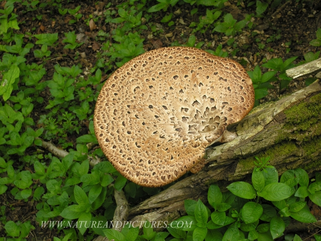 dryad's saddle, dryad's saddle-2.jpg - DRYAD'S SADDLE - BUTSER HILL, HANTS - 29TH APRIL 2006